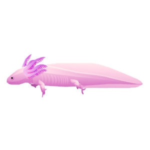 Pink Axolotl